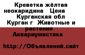 Креветка жёлтая неокаридина › Цена ­ 100 - Курганская обл., Курган г. Животные и растения » Аквариумистика   